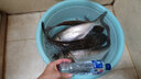 樂琦聲納探魚器 無線水下魚群探測器找魚器 FFW718 曬單實拍圖