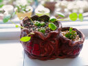 轩林美 一元 植物盆栽 阳台室内盆栽肉肉植物老桩 办公室创意绿植花卉 布丁单头3-5cm 实拍图