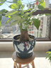 御春閣 客廳辦公室大型植物大盆景室內獨干大發(fā)財樹(shù)辮子 迷你發(fā)財樹(shù)盆栽 曬單實(shí)拍圖