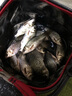 化氏 一窩瘋魚餌鯉魚鯽魚綜合餌谷物奶香野釣大鯽魚黑坑餌料350克 一窩瘋 350g （植物麩香 可搓可拉） 曬單實(shí)拍圖