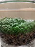 疯狂水草（FKSC）鱼缸水草种子用品四季可种易活水草植物水生入缸鱼缸造景大对叶 实拍图