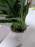 繽賢白掌盆栽水培植物辦公室內花卉好水養的綠植四季開(kāi)花鴻運當頭一帆 精品白掌2株(早安盆)+營(yíng)養液 含盆 曬單實(shí)拍圖