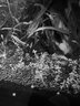 【正版】易學(xué)易用的水草栽培與造景方法讓新手的水草造景藝術(shù)從入門(mén)到精通創(chuàng  )意觀(guān)賞水草書(shū)籍 水草生活家定價(jià)39.8 曬單實(shí)拍圖