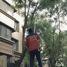 凱姿（KAZZ）電動高枝鋸21V可伸縮長桿果樹鋸充電式電鏈鋸園林鋰電高空鋸 曬單實拍圖