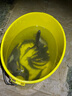 超忠多功能釣魚桶可坐凳子加厚釣箱簡易裝魚箱釣桶釣椅活魚桶裝水桶 釣桶＋坐墊＋雙頭炮臺＋餌盤 曬單實拍圖