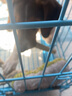 鹿角旺鹿角磨牙棒狗狗磨牙寵物比熊柴犬柯基中小型犬潔齒零食 Ma鹿角S剖面(犬≤5kg)50g 曬單實(shí)拍圖