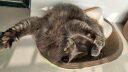 多可特（D-cat） 宠物航空箱猫太空舱猫包猫咪外出用品猫笼子狗托运箱外出便携式 2号-黑灰(20斤以内)58*37*37 实拍图