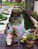 獅灣 錦鯉魚(yú)活體日本純種錦鯉魚(yú)苗昭和白寫(xiě)錦鯉魚(yú)觀(guān)賞魚(yú)紅白丹頂大正 黃金錦鯉一條 12-14cm 曬單實(shí)拍圖