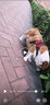 馭獸 狗繩柯基柴犬法斗金毛胸背帶牽引繩中小型犬遛狗繩狗鏈 紅色 M號(建議20-40斤 ) 曬單實(shí)拍圖