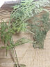 文竹盆栽植物室內(nèi)辦公室綠植花卉盆栽盆景四季常青小盆栽 文竹+懶人吸水盆 曬單實(shí)拍圖
