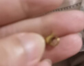 胖東來(lái)品質(zhì)18K金色吊墜扣頭珍珠項鏈金OT扣彈簧魚(yú)鉤S扣黃金連接手 18K金色一件 1號4.5彈簧扣 曬單實(shí)拍圖