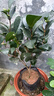 克瑞墨大牡丹茶花樹(shù)苗盆栽美國大紅四季庭院花卉帶花苞濃香型室內四季茶花花草林木種植庭院樹(shù)風(fēng)景樹(shù)開(kāi)花茶花 3年 (35cm~40cm) 含盆 曬單實(shí)拍圖