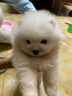 伊寵純種博美幼犬博美茶杯犬寵物狗狗活體白色長(zhǎng)不大的可愛(ài)俊介茶杯狗 寵物級(jí) AA級(jí) 公 曬單實(shí)拍圖