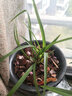 云南室內(nèi)蘭花苗老種客廳花卉盆栽蘭花蓮瓣蘭【素冠荷鼎】 組培3苗27 不含盆 曬單實(shí)拍圖