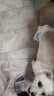 HONEYCARE狗狗纸尿裤大型母狗生理裤卫生巾月经裤M适用体重4-9kg12片 实拍图