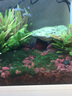 大匠神彩魚(yú)缸過(guò)濾耗材活性火山石羅漢起色水族箱凈水底砂盆景造景鋪底顆粒 魚(yú)缸鋪底火山石10斤 1-3cm 曬單實(shí)拍圖