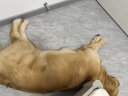 麦富迪狗粮 超肉粒冻干双拼粮15kg 幼犬中大型犬（鸡肉蔓越莓益生元） 实拍图