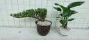 家中有果桌面花卉綠植盆栽 造型盆景 金枝玉葉  多肉植物盆景 米黃色塑料盆含金枝玉葉 含盆 曬單實(shí)拍圖