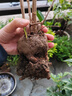 丁香花樹苗嫁接高桿丁香樹苗耐寒耐旱庭院花卉植物室外綠化苗木景觀風景樹盆栽陽臺 紫丁香 4年（叢生苗） 曬單實拍圖