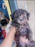 優(yōu)寵奇派泰迪狗幼犬活體活犬貴賓犬純種寵物狗泰迪犬香檳色小型犬茶杯體 寵物級(jí) 白色 弟弟 曬單實(shí)拍圖