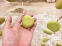HeyBetter兒童羊毛長(zhǎng)袖T-青蘋(píng)果(蘋(píng)果綠/深灰)110 曬單實(shí)拍圖