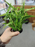 魚缸活體水草造景淡水植物水族箱裝飾真草水下中后景自動沉底 水竹坨草 曬單實拍圖