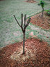 嫣藍梨樹(shù)苗果樹(shù)苗嫁接秋月梨南北方種植庭院盆地栽3厘米粗1棵源頭直發(fā) 曬單實(shí)拍圖