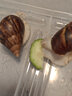 白玉蝸?；铙w寵物蝸牛巨型明珠特大蝸牛宿舍小蝸牛觀(guān)賞幼兒園家養 殼高1-3厘米6只發(fā)中通 曬單實(shí)拍圖