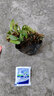 鹿凌青金麒麟盆栽玉麒麟盆栽綠植花卉多肉防植物不含盆 麒麟掌 曬單實(shí)拍圖