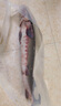 沢素灣 鮮活鱘魚禮盒裝 包活到家海鮮禮盒禮包長輩父母節(jié)送禮禮盒 1條禮盒裝 10斤/條【包活到家】 曬單實拍圖
