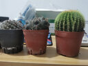 仙人球盆栽辦公室桌植物室內開(kāi)花多肉綠植植物萬(wàn)重山仙人掌z6 玉翁【表情盆】土+鋪面 含盆 曬單實(shí)拍圖