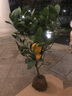 意軒果樹(shù)苗 檸檬苗 四季紅香水檸檬樹(shù)苗檸檬苗南方室內地盆栽庭院陽(yáng)臺 香水檸檬 8年苗 特大檸檬 帶葉帶果發(fā)貨 曬單實(shí)拍圖