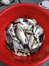 福翼金袖魚鉤綁好的子線雙鉤成品短子線防纏繞袖鉤全套鯽魚鉤 金袖6號鉤-0.8號線-50cm20付/盒 有刺 曬單實拍圖