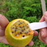 顏小葒廣西欽蜜9號黃金百香果 當(dāng)季現(xiàn)摘新鮮香甜西番蓮純甜百香果 嘗鮮款1斤（約9個）汁水豐富 曬單實拍圖