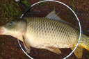 浮煙山斑點線組釣魚線套裝全套綁好的釣魚主線成品線野釣黑坑鯽鯉釣組 斑點線組【1卷】 5.7米 2.5號 曬單實拍圖