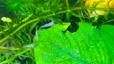 春瑞黑壳虾水族箱水草缸清洁除藻工具淡水观赏虾大和藻虾宠物活体饲料 黑壳200+100抵损耗 实拍图