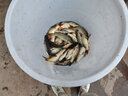 魚汐格 1指2指3指4指魚網(wǎng)拉網(wǎng)漁網(wǎng)魚塘拉魚網(wǎng)刮魚網(wǎng)拖魚網(wǎng)清塘隔斷網(wǎng)圍 1指網(wǎng)孔【9股】 2米高20米長【展開高度為1.5米】 曬單實拍圖