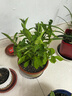 嫣藍(lán)茉莉花盆栽多色茉莉室內(nèi)客廳陽臺綠植四季濃香驅(qū)蚊帶花苞花卉盆栽 雙色茉莉 含盆 曬單實(shí)拍圖