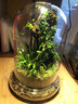 創(chuàng  )意辦公室室內桌面迷你小盆栽微景觀(guān)生態(tài)瓶悶養植物苔蘚雨林缸 心葉薜荔（成品種好） 曬單實(shí)拍圖