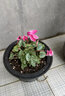 春花妙意仙客來(lái)盆栽室內花卉重瓣迎客來(lái)大花苗觀(guān)花植物 仙客來(lái) 紅色 不含盆 曬單實(shí)拍圖