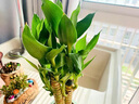 愛(ài)你一萬(wàn)年富貴竹植物 迷你盆栽步步高室內辦公室好養文昌竹綠植易養護花卉 荷花竹【白色冰裂圓盆】帶竹托 帶盆栽好 曬單實(shí)拍圖