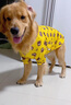 寵星記中型犬大狗衣服 夏裝夏款 寵物服裝 絲感涼涼衣 防曬衣 金毛薩摩 黃色笑臉4號（胸圍76-84cm） 曬單實拍圖