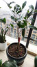 御春閣 桂花樹(shù)苗盆栽植物庭院花卉觀(guān)花植物室內帶花四季桂嫁接濃香盆景 狀元紅 4年苗【開(kāi)花多】 曬單實(shí)拍圖