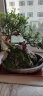 格绿美清香木悬崖式树桩山石造型盆景室内桌面大植物胡椒木艺术盆栽送礼 （椭圆紫砂）悬崖清香木 实拍图