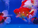 MATSUNO進口小金魚魚飼料不渾水高蛋白蘭壽下沉型魚糧泰獅鎏金飼料 【賽級】金魚糧3瓶210ml小粒 曬單實拍圖