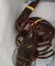 渔传播【活鲜】加拿大鲜活波士顿龙虾650-750g/只波龙海鲜源头直发 实拍图