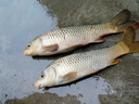 川澤升級伊豆子線(xiàn)雙鉤成品綁好防纏繞套裝魚(yú)鉤全套野釣湖庫鯉魚(yú)鯽魚(yú)鉤45cm 【鉤5線(xiàn)1.2+鉤6線(xiàn)1.5】升級版伊豆有刺20付盒裝 曬單實(shí)拍圖