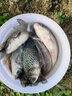 富源百川帝道秦黑坑竿8h臺釣竿飛磕竿暴力竿偷驢綜合竿輕量版高碳競技釣竿 3.6m 6H黑坑競技快魚 曬單實拍圖