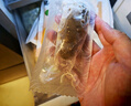 遼參大連有機冷凍海參1斤19-21只非即食京東自營(yíng)旗艦店獨立包裝正品 曬單實(shí)拍圖