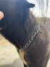 楚克奇（CHUKCHI）雙環(huán)雙目項鏈大型犬寵物不銹鋼P鏈狗鏈狗項圈家用訓(xùn)練頸圈 雙環(huán)奢華銀 60cm*2.8mm雙環(huán)特大型 曬單實拍圖
